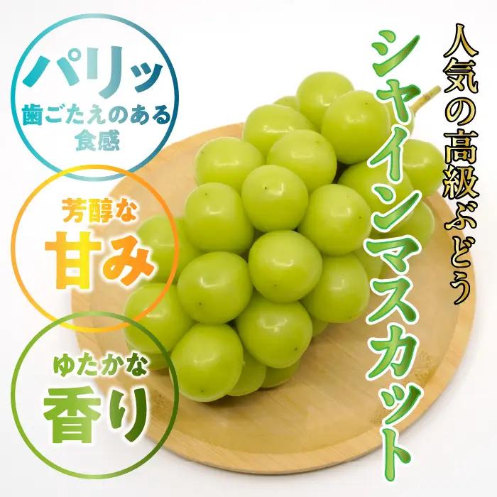 ★TBSテレビ系列「ひるおび」で取り上げられました！★＜2026年発送先行予約＞絶品！南アルプス市産シャインマスカット1.2kg ALPAA003 | 人気 山梨産 高評価 ランキング おすすめ |