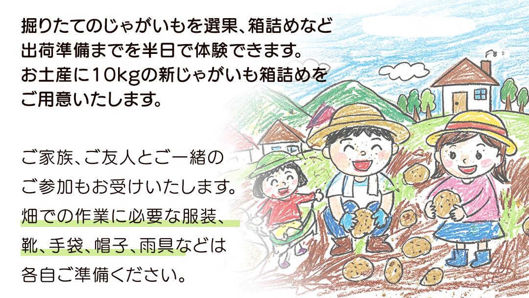 じゃがいも 「 とうや 」 収穫体験 (5/31（日）開催) ジャガイモ 芋 収穫体験チケット 収穫 収穫体験 体験 チケット 観光 旅行 自然 農業体験 お土産 持ち帰り