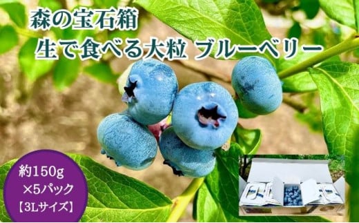 森の宝石箱 生で食べる大粒 ブルーベリー （栽培期間中は農薬不使用） 約150g×5パック 3Lサイズ	