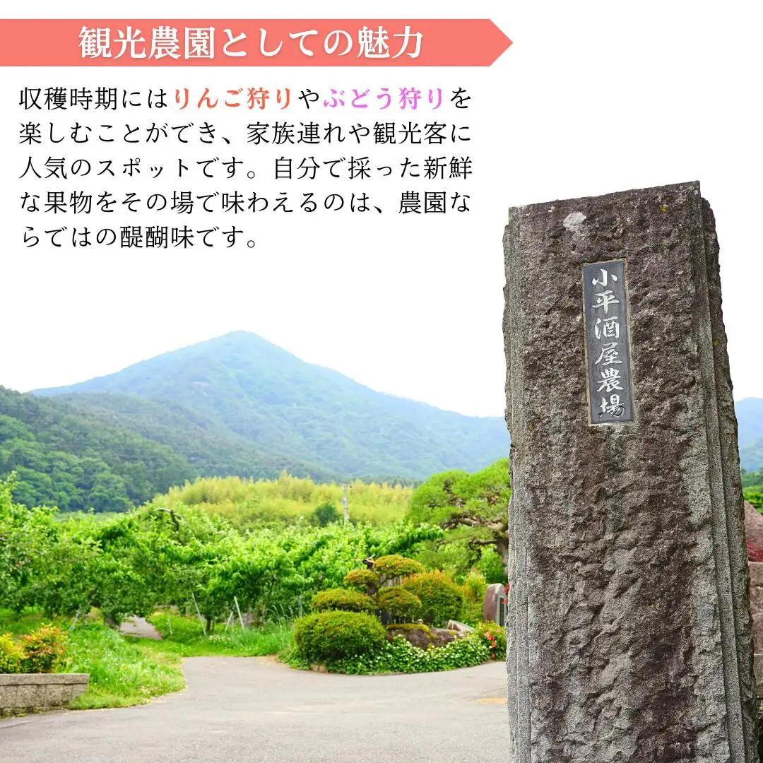 りんごジュース(ふじ) ストレート果汁100% 1000ml×6本|りんごジュース