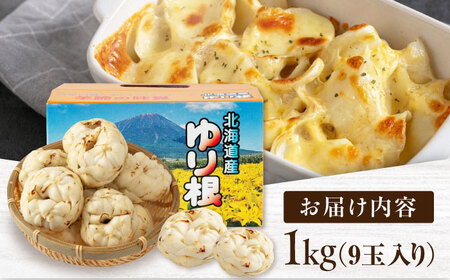 【11月以降順次発送!】 ゆり根 1kg（9玉・ギフト箱入り）《喜茂別町》【Aコープようてい】 ユリ根 ユリネ 北海道 季節の野菜 冬野菜 ギフト プレゼント 産地直送 [AJAK018]