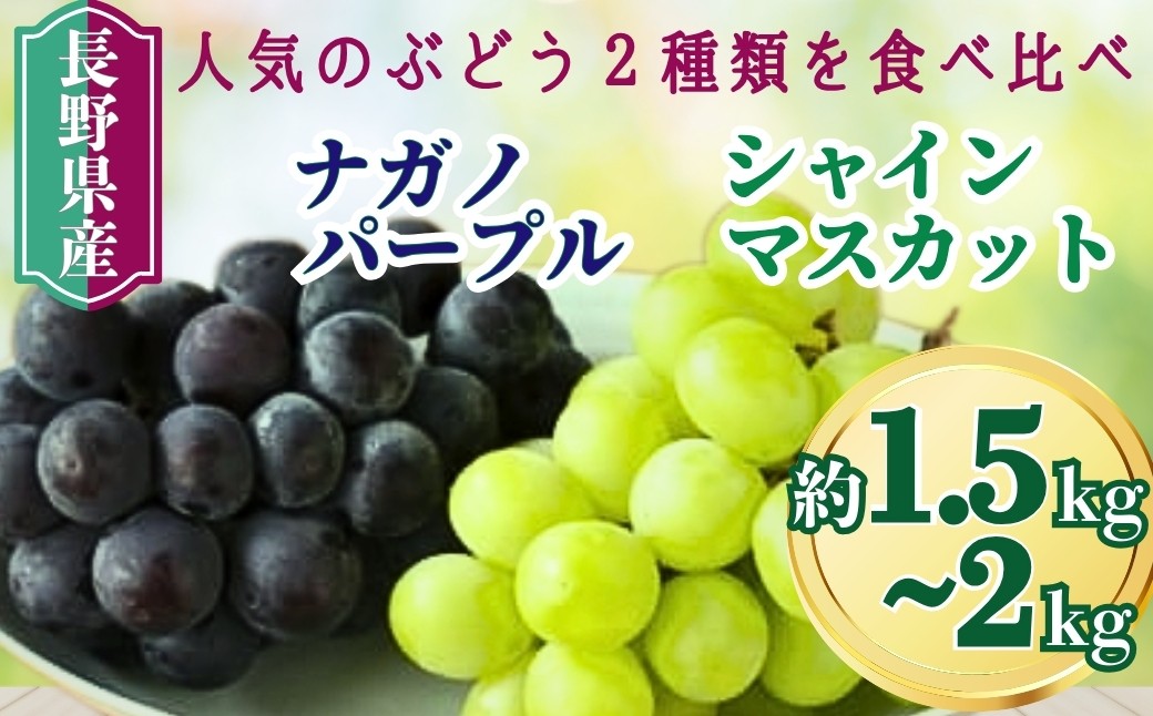 
                  【2026年先行予約】家庭用 シャインマスカット＆ナガノパープル 約1.5kg / 約2kg｜ 果物 フルーツ 白ぶどう 黒ぶどう 葡萄 ブドウ 種無し 種なし 皮ごと 千曲市 長野県 信州
                