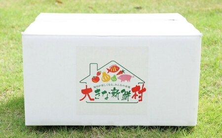 【全3回定期便】採れたてお野菜おまかせセット（5～6種）/ 野菜 やさい 野菜セット 野菜詰め合わせ 詰め合わせ セット / 大村市 / かとりストアー[ACAN126]