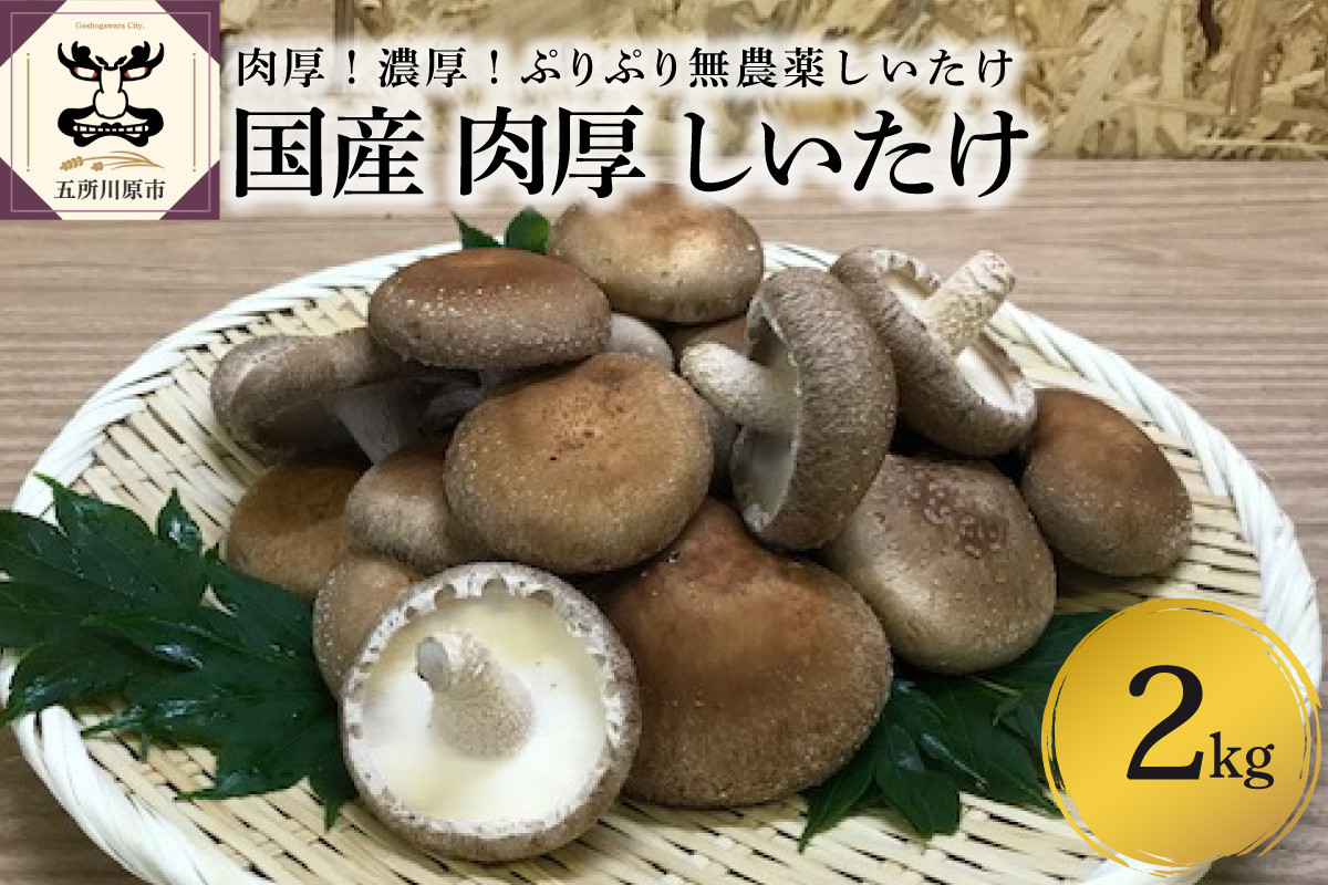 
【11月より発送開始】国産 肉厚 しいたけ 2kg 無農薬 青森 新規就農者応援 【 きのこ 肉 厚 】
