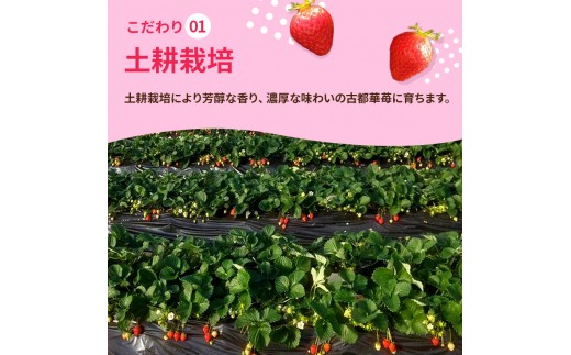 いちご 3回定期 古都華 約1000g 250g×4パック 先行予約 高評価 冷蔵配送 フルーツ 果物 旬 産地直送 農家直送 完熟 旬の果物 お取り寄せ おやつ デザート ことか イチゴ 冷蔵 奈良