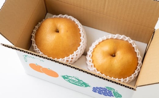 やまんどん 愛宕梨 超大玉 2玉入 【2025年11月上旬発送予定】 ／ ナシ 梨 果物 フルーツ くだもの うきは市