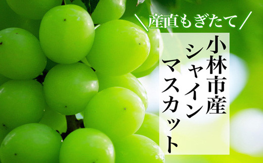 
                  【産直もぎたて】摘みたてシャインマスカット　約700ｇ×1房
                