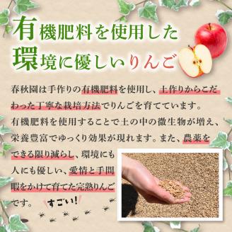 【2024年9月上旬発送】りんご（サンつがる）約5kg 高級品 春秋園 青森【贈答用 リンゴ 林檎 ツガル 津軽 早生りんご】