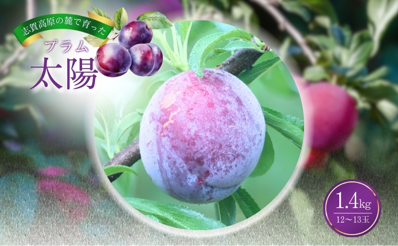 志賀高原の麓で育った プラム 太陽 約1.4kg(12～13玉) お届け日時指定不可  すもも フルーツ 果物 長野
