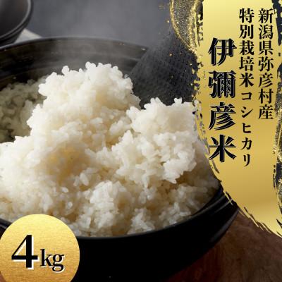 ふるさと納税 弥彦村 【お試し】令和8年産 特別栽培米コシヒカリ「伊彌彦米」精米 4kg 新潟県産弥彦村