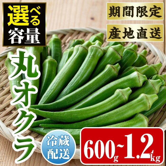 【ふるさと納税】≪容量が選べる！先行予約受付中！2026年7月下旬～10月下旬の間に発送予定≫いずみ産 丸オクラ(600g or 1.2kg) オクラ 丸オクラ おくら 野菜 夏野菜 サラダ おひたし 天ぷら 炒め物 【イーサイドライン】