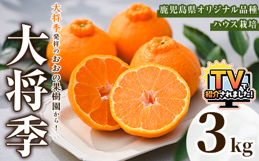 ＜先行予約受付中！2027年2月中旬以降順次発送予定＞数量限定！おおの果樹園の「大将季」(計3kg) 果物 フルーツ 果実 柑橘 ハウス栽培 無加温 みかん【おおの果樹園】akn087-03