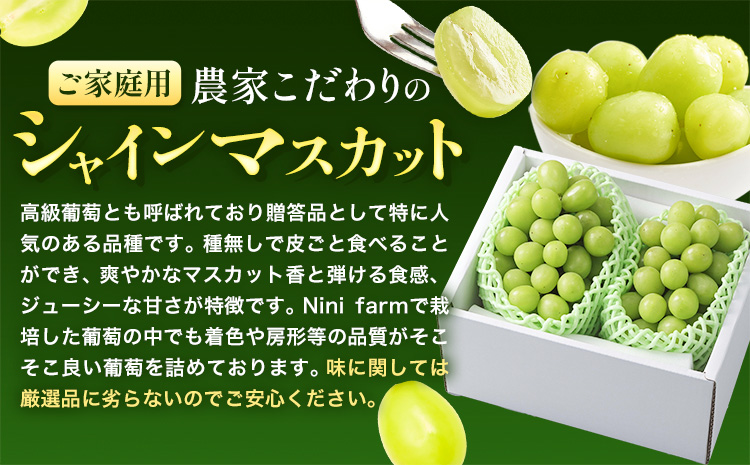 【2026年先行予約】ぶどう シャインマスカット ご家庭用 農家こだわりの シャインマスカット 3〜5房  約2kg 《2026年9月中旬-10月下旬頃出荷(土日祝除く)》 Nini farm マスカ