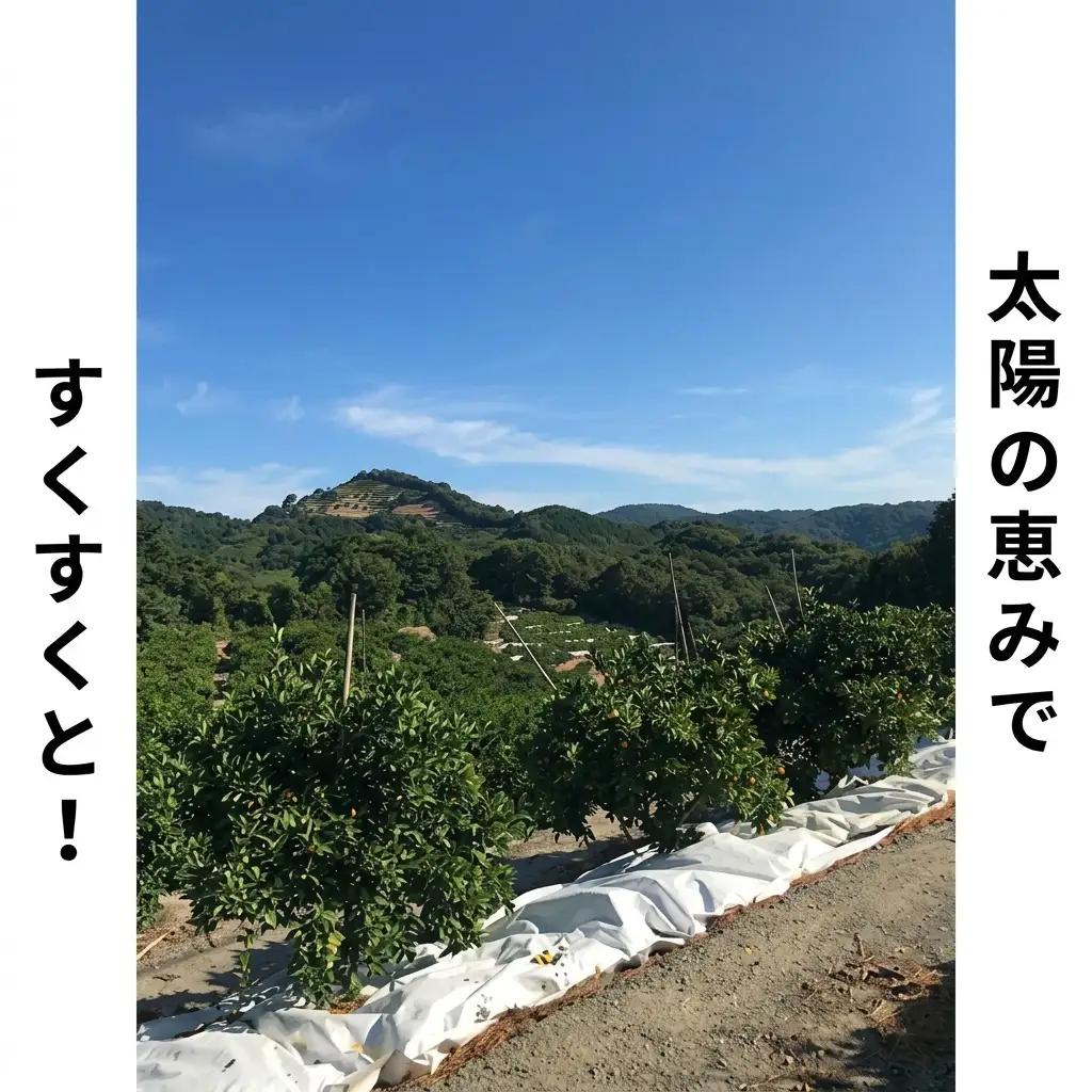 不知火 低温貯蔵ハウス みかん 柑橘 不知火【約5kg】【先行予約】