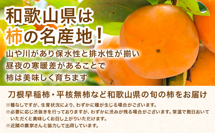家庭用 種なし柿 約7.5kg 訳あり 池田鹿蔵農園《10月上旬-12月上旬頃出荷》和歌山県 日高町 刀根早生柿 平核無柿 ひらたねなしかき カキ 種なし柿---wsh_idn374_10j12j_2