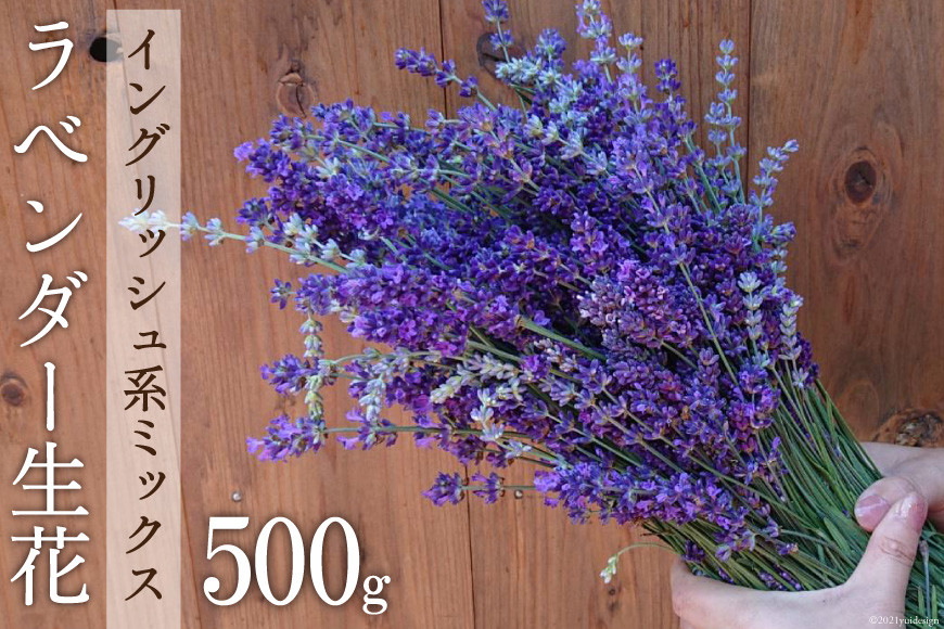 【優しい香り】ラベンダー生花 イングリッシュ系ミックス 500g [夢農場 長野県 池田町 48110129]