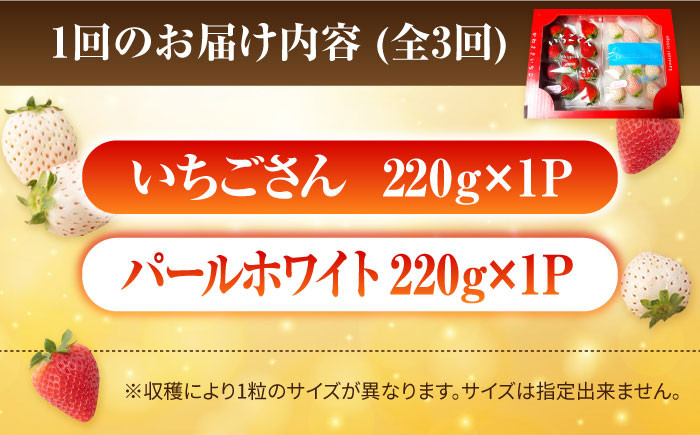 【2月発送開始！】赤いちご、白いちごが両方楽しめる♪