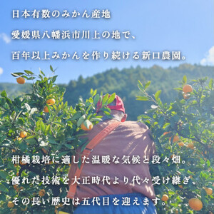 新口農園の厳選【権兵衛みかん 10kg】【創業100年以上 こだわりの逸品】【E70-3】【1440739】