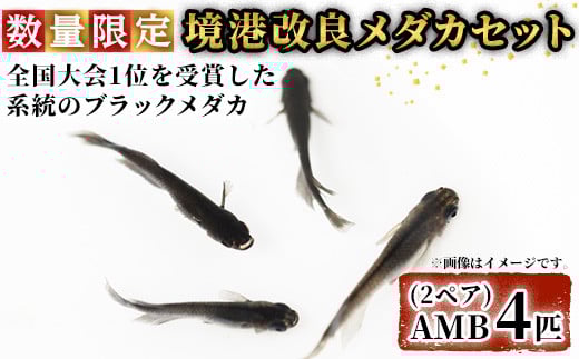 
＜数量限定＞境港改良メダカセット(4匹・2ペア)【sm-CI001】【あらしまやメダカ】
