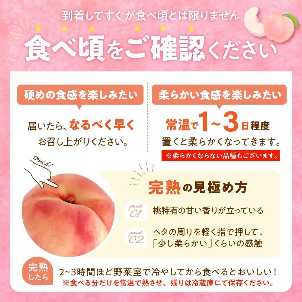 【2026年産】東根産 白桃 秀品 柔らかくなる桃 約1.5kg 白桃