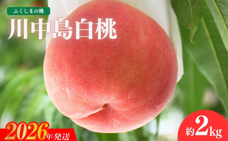 No.1978 もも「川中島白桃」約2kg【2026年発送】