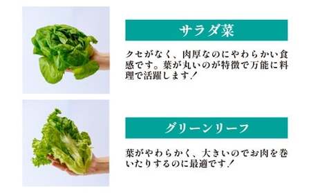 3種のレタス 各500g×2パック×6回 定期便 | レタス