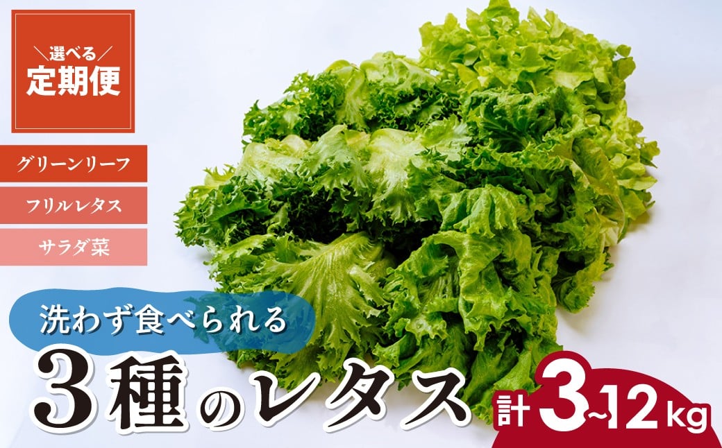 
            【選べる定期便】 ＜洗わず食べられる・室内水耕栽培＞ 3種のレタス 1回1kg(500g×2袋)×3～12ヵ月 | レタス 野菜 大容量 新鮮レタス オーガニック野菜 無農薬 野菜直送 フレッシュ サラダ サラダ用野菜 健康志向 こだわり フレッシュ 産地直送 食品ギフト セット 緑黄色野菜 新鮮 安心野菜 旬 低カロリー レタスボウル カロテン 定期便 スマイル農場 埼玉県 東松山市
          