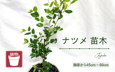 【先行予約】ナツメ苗木（鉢物）45cm～60cm【2026年5月上旬以降順次発送予定】【なつめ 棗 ナツメ お花 花 はな フラワー 花 苗 植物 家庭菜園 花壇 プランター ガーデニング観葉植物 園芸 鉢物 】 [m47-a015]