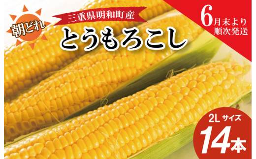 朝採れとうもろこし　スイートコーン　２Lサイズ