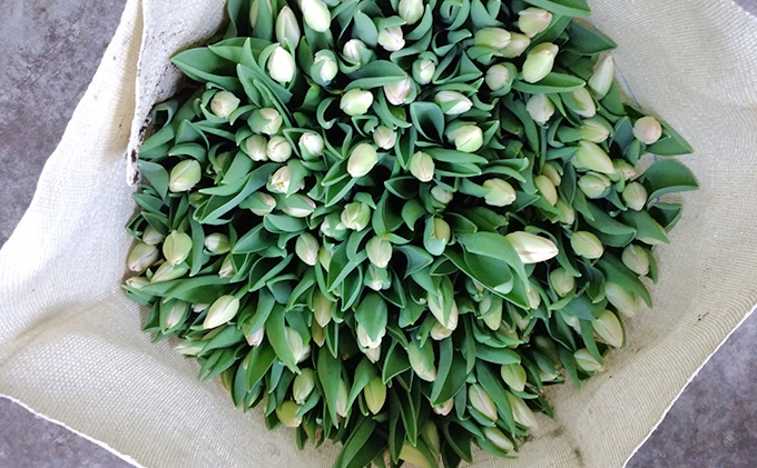【1・2・3月定期お届け計3回】フラワーファームしろねのチューリップ切花50本おすすめアソート 植物 花束