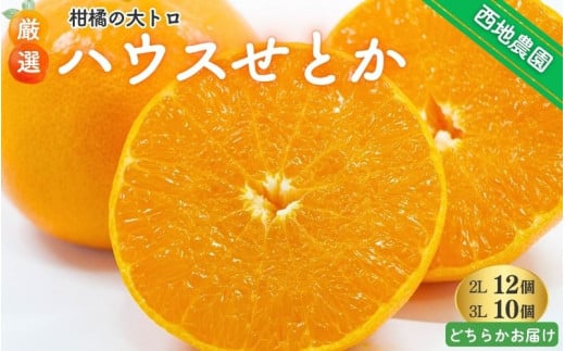 【先行予約】 西地農園のハウスせとか 2L 12個 or 3L 10個【2026年2月中旬より順次発送】 / 手選別 せとか ハウスせとか 2L 3L みかん ミカン 蜜柑 柑橘 果物 くだもの フルーツ 産地直送 人気