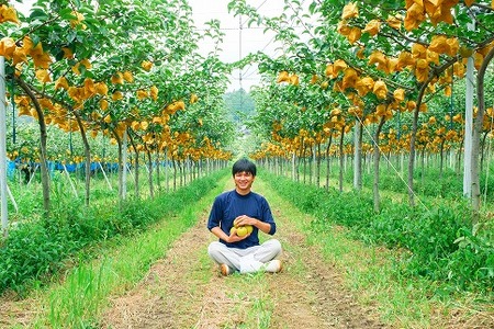 145．【予約受付中】【産地直送】鳥取県の梨「新甘泉」秀品　５kg　８～１４玉