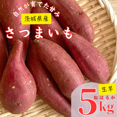 
＜茨城県産＞生さつまいも 紅はるか 5Kg【1437615】

