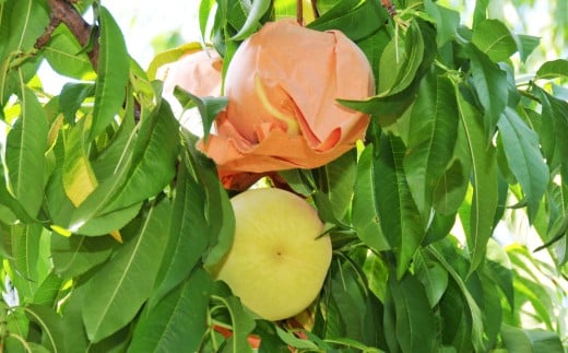 【 ご 家庭用 】 岡山 白桃 2種 2玉 500g 【 2026年7月上旬から9月上旬頃発送予定 】 ／ 果物 くだもの フルーツ もも 桃 甘い 香り 柔らかい ジューシー 美味しい 岡山県 美咲