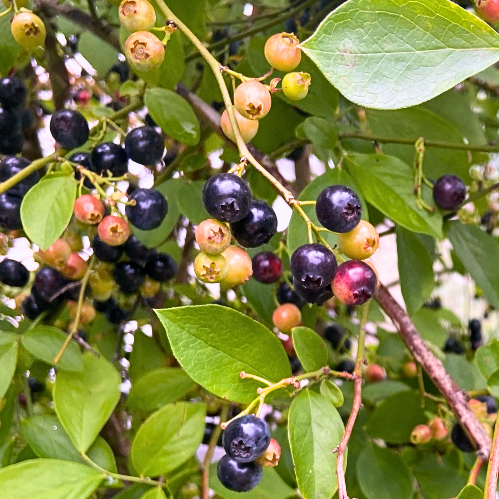 晴ノ舎ジャムと味噌とおかずの詰め合わせ5個セット（ブルーベリージャム・ルバーブジャム・実山椒味噌・バジル＆ナッツ味噌・きゃらぶき（ふきの佃煮））