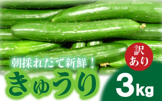 【2025年度発送 先行予約 】 きゅうり 訳あり 3kg 朝採れ 野菜 赤土 キュウリ 胡瓜 新鮮 カリカリ 山口産 もぎたて 料理 お弁当 夕飯 サラダ 大容量 遠足 ピクニック 下関市 山口 【2025年8月末頃より出荷】