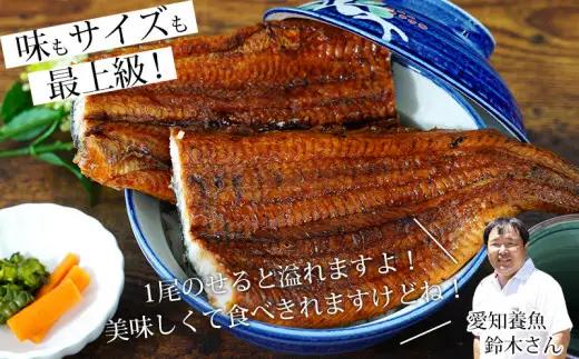 三河産うなぎ《超おばけサイズ》蒲焼 2尾（合計500g以上） 国産 鰻 愛知 特大・A116-17-1