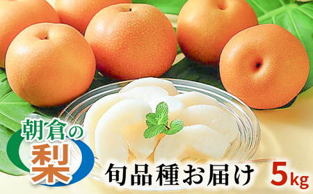 梨 季節の朝倉の梨 5kg 6-18玉 果物 フルーツ 梨