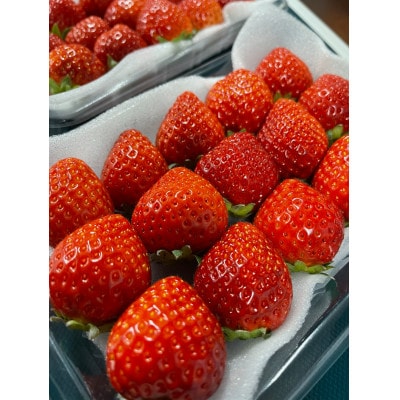 ふくおかエコ農産物認証いちご 福岡県産あまおう苺 約250g×2P(3月から4月中旬発送)宇美町【配送不可地域：離島・北海道・沖縄県】