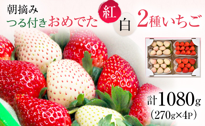 おめでた紅白2種いちご 4パック （2月上旬～2月中旬発送） いちご 果物 フルーツ 苺 イチゴ くだもの とちあいか ミルキーベリー 朝取り 新鮮 美味しい 甘い