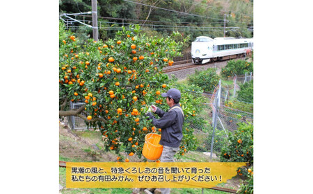 【11月発送】【ご家庭用】濃厚 有田みかん 5kg 大好きみかん (サイズ混合)【産地直送】ミカン 蜜柑 柑橘類 果物 くだもの フルーツ 送料無料 国産 和歌山県広川町 ※2024年11月中旬より順
