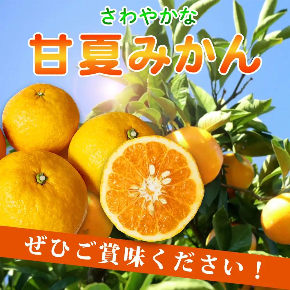【ご家庭用訳あり】紀州有田産 すっきり爽やか 甘夏みかん 8kg  ※2027年3月中旬頃〜3月下旬頃に順次発送予定 / 甘夏 あまなつ みかん ミカン 蜜柑 温州みかん 柑橘 フルーツ 果物 くだも