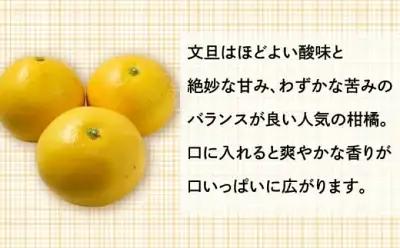 先行予約【訳あり】 文旦 9kg ＋傷み保障500g ぶんたん みかん 愛媛県 愛南町 山口農園