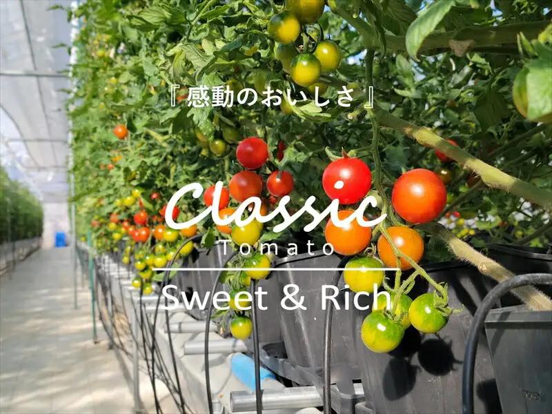 糖度14度ミニトマトジュース（490ml瓶 x 2本セット）　クラシックトマト『リスト』使用　野菜　生活　ジュース　飲料　ドリンク　信州　長野県【 トマトジュース 長野県 佐久市 】