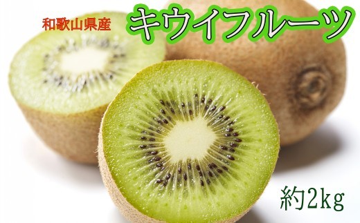 
                  和歌山県産キウイフルーツ約2kg（サイズ混合）※2026年11月下旬～2027年2月下旬頃に発送【tecj1039】
                