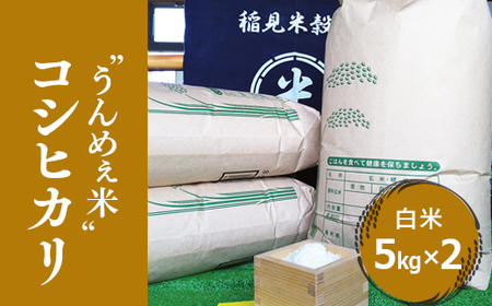 [令和5年度産] 栃木県上三川町産コシヒカリ・白米 (5kg×2袋) ◇ | 国産 栃木県産 コシヒカリ 米 お米 単一原料米 精米 白米 栃木米 とちぎ米 産地直送 送料無料