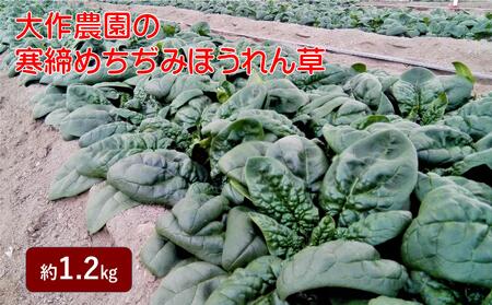 ＜2025年12月上旬よりお届け＞大作農園の寒締めちぢみほうれん草 約1.2kg SBTR001