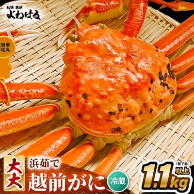 ふるさと納税 美浜町 【2026年11月より順次発送】越前がに　大大サイズ1杯　獲れたて★茹でたてをその日に発送致します