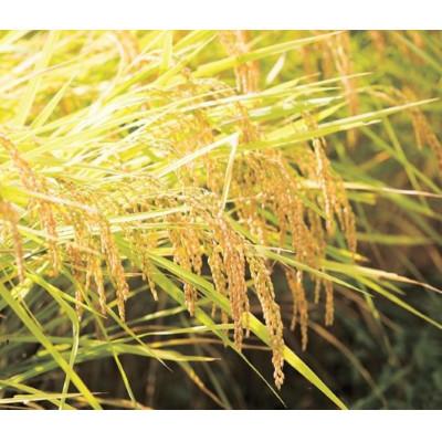 ふるさと納税 南魚沼市 【毎月定期便】山本家 南魚沼産コシヒカリ 精米 10kg【従来品種】全6回 |  | 01