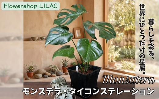 P3観葉植物 モンステラ・タイコンステレーション | インテリア 室内 観葉植物 インテリアグリーン 植物 自然 大阪府 河内長野市 4月-11月発送